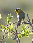 Wilsons Warbler 3264